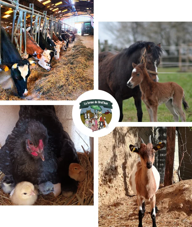 Ferme Brul'han, vaches, poneys, poules, vaches à Cellé - 41
