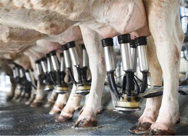 Production de lait Bio à Cellé, près de Bessé-sur-Braye - Loir et Cher 41