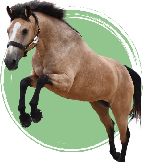 Elevage de Poneys à Cellé, près de Bessé-sur-Braye - Loir et Cher 41