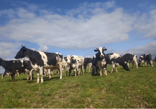 Vaches laitières à Cellé, Loir et Cher (41)