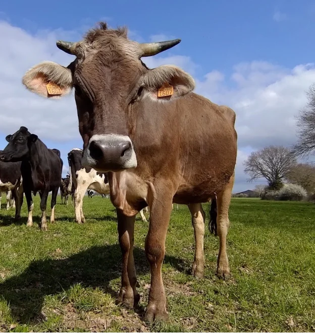 Elevage de veaux à Cellé, près de Vendôme (41)