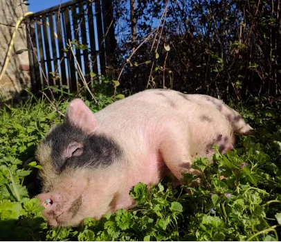 Cochon à la Ferme Brul'han pour les anfants - Cellé - Loir et Cher - 41