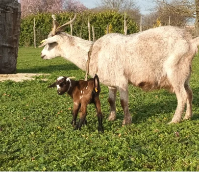 Chèvres et chevreaux à la Ferme Brul'han - Cellé - Loir et Cher - 41