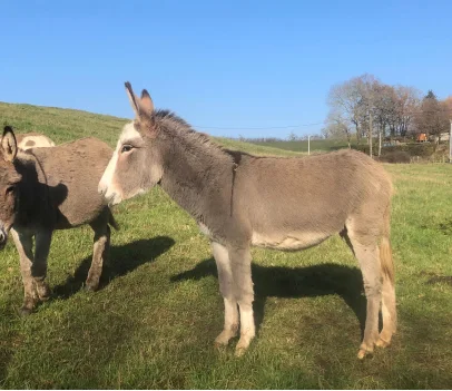 Anes à la Ferme Brul'han - Cellé - Loir et Cher - 41