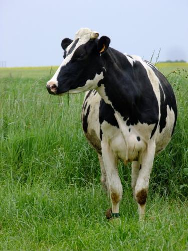 Jasmine - Vache Prim'holstein